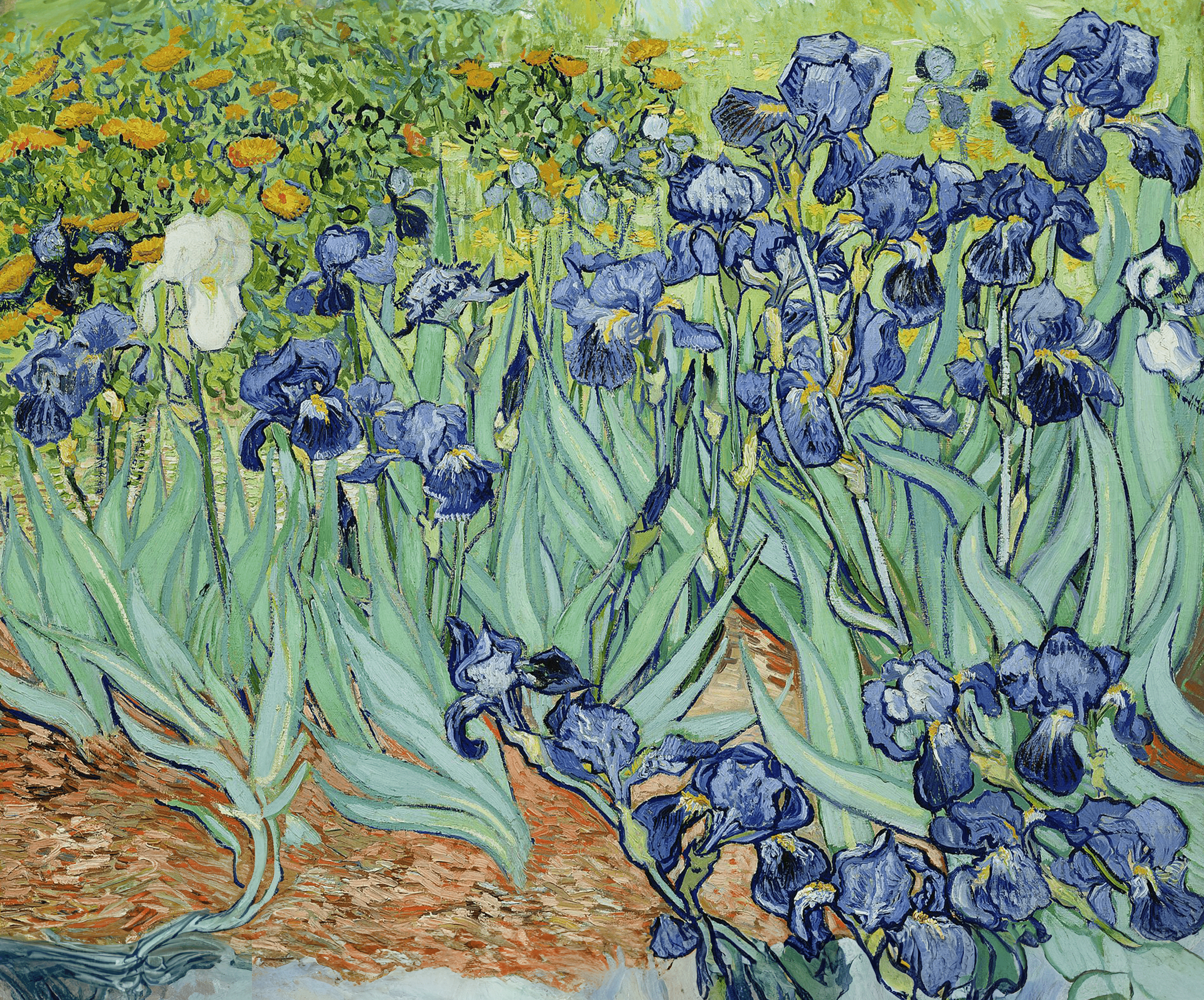 Dutch Irises